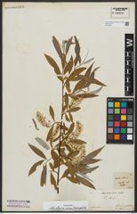 Foto von Salix alba subsp. micans (Andersson) Rech. f.